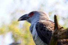 Channel-Billed Cuckoo photo 3