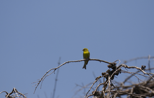 European Serin
