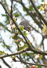 Mimoides thymbraeus thymbraeus