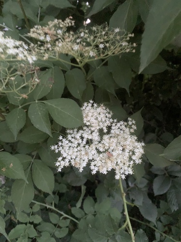 European black elderberry