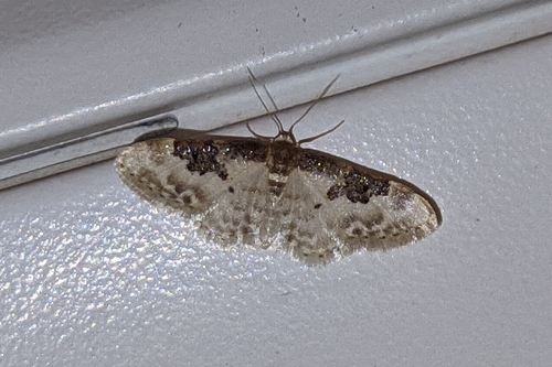 Idaea mustelata