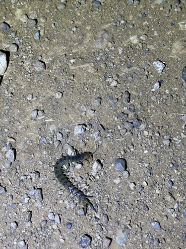 iNaturalist observation photo of Common Desert Centipede
