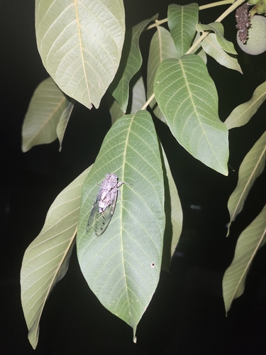 Ash Cicada
