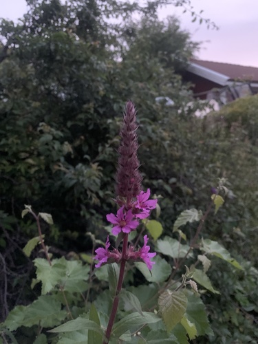 purple loosestrife