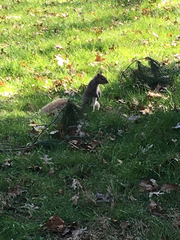 Sciurus carolinensis