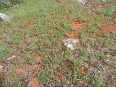 Parentucellia latifolia