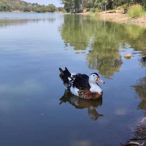 Mallard × Muscovy Duck