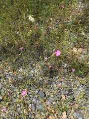 Petrorhagia prolifera