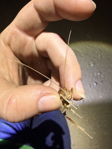 iNaturalist observation photo of Camel Crickets, Cave Crickets, and Cave Wēta
