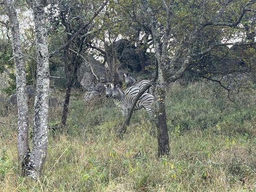 Plains Zebra
