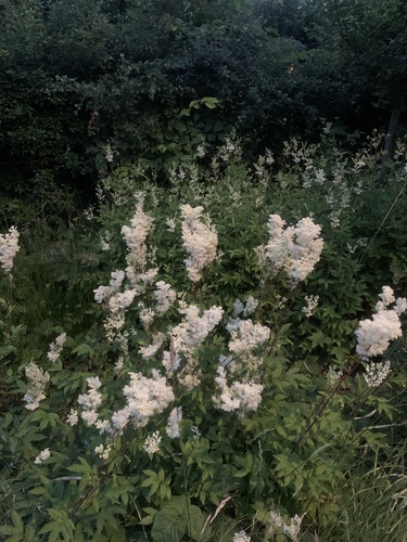 Meadowsweet