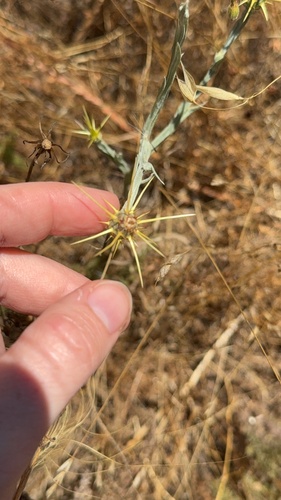 iNaturalist observation photo of Yellow Star-Thistle