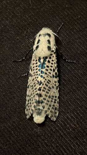 Wood Leopard Moth