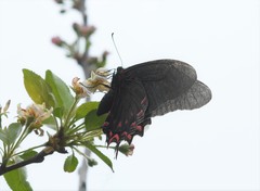 Mimoides thymbraeus thymbraeus