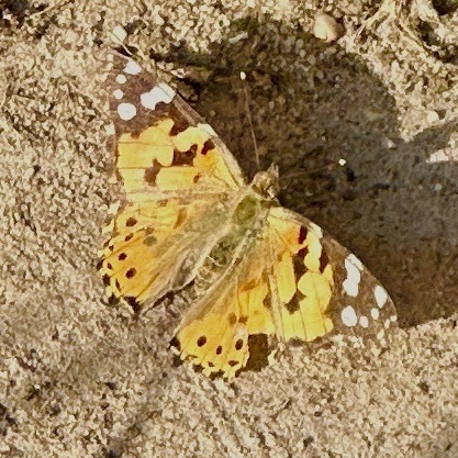 Painted Lady