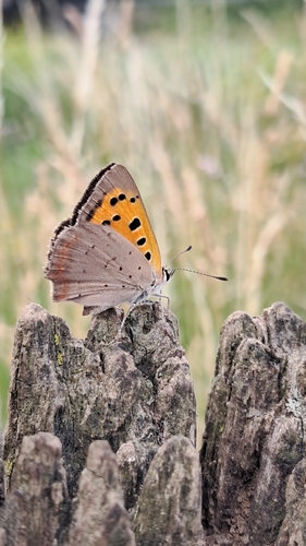 Small Copper