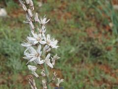 Asphodelus cerasiferus
