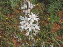 Asphodelus cerasiferus