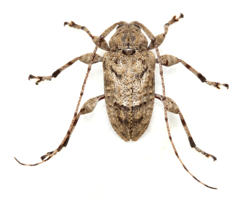 Leptostylopsis incrassatus