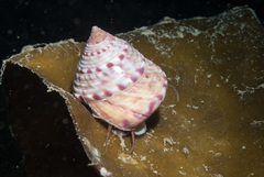 Calliostoma zizyphinum