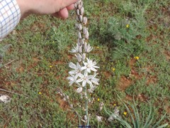 Asphodelus cerasiferus