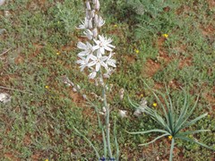 Asphodelus cerasiferus