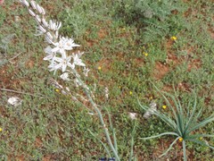 Asphodelus cerasiferus