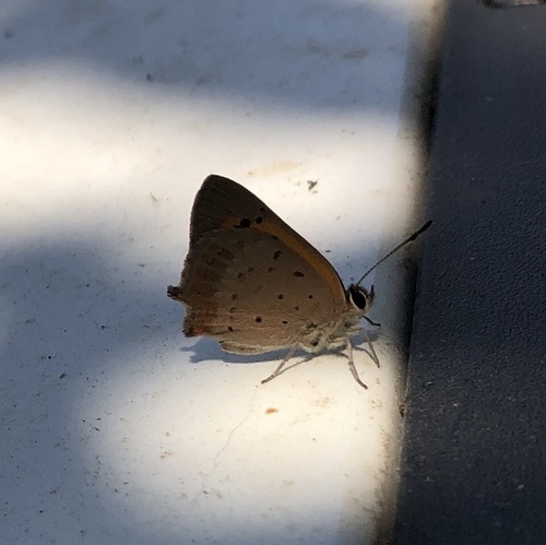 Small Copper