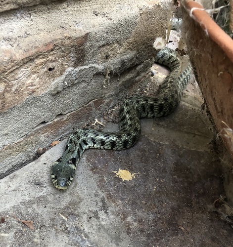 Barred Grass Snake