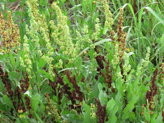 Rumex chrysocarpos