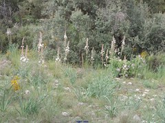 Asphodelus albus