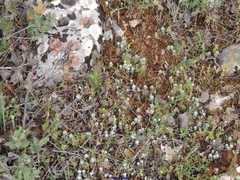 Polygala monspeliaca