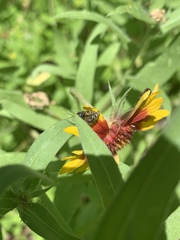Acmaeodera neoneglecta