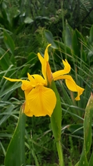 Iris juncea image