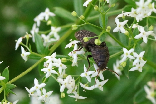 Schnellkäfer