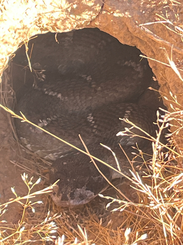 iNaturalist observation photo of Northern Pacific Rattlesnake