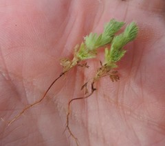 Alchemilla cornucopioides