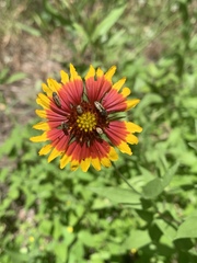 Acmaeodera neoneglecta