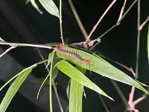 Chinese Red-headed Centipede