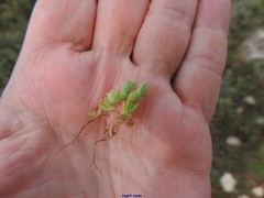 Alchemilla cornucopioides