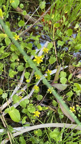 Alkali Buttercup