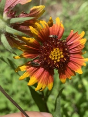 Acmaeodera neoneglecta