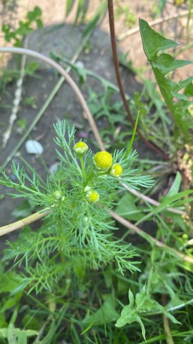 pineapple-weed
