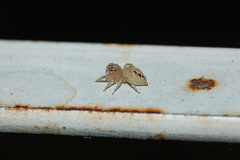 Chira gounellei