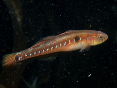 Two-Spotted Goby photo 3