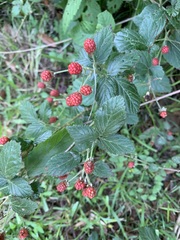 Rubus