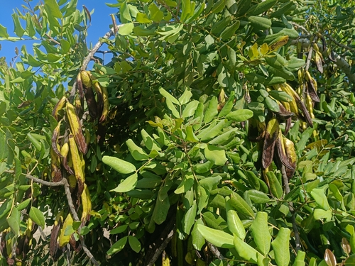 carob tree