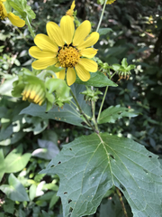 Smallanthus maculatus