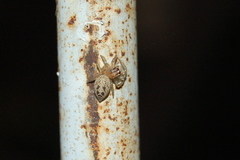Chira gounellei