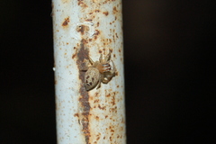 Chira gounellei